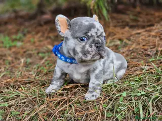 Bulldog Francés perros ‼️‼️BULLDOG FRANCES EXÓTICOS - Anuncio 3