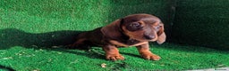 Teckel Miniatura perros en venta: Teckel miniatura - Anuncio 7