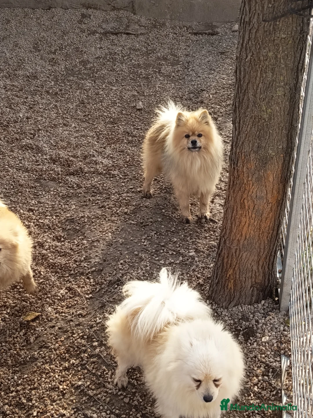 Pomerania perros en venta: Cachorro de pomerania  - Anuncio 2