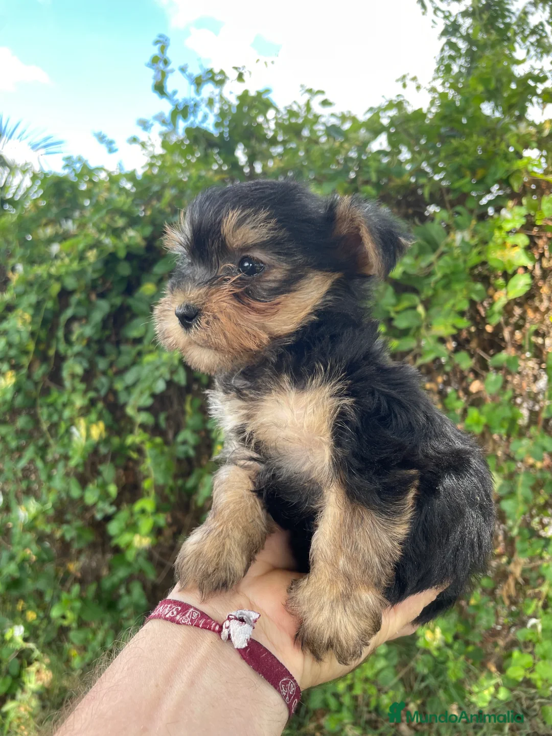 Yorkshire Terrier perros en venta: Yorkshire terrier - Anuncio 2