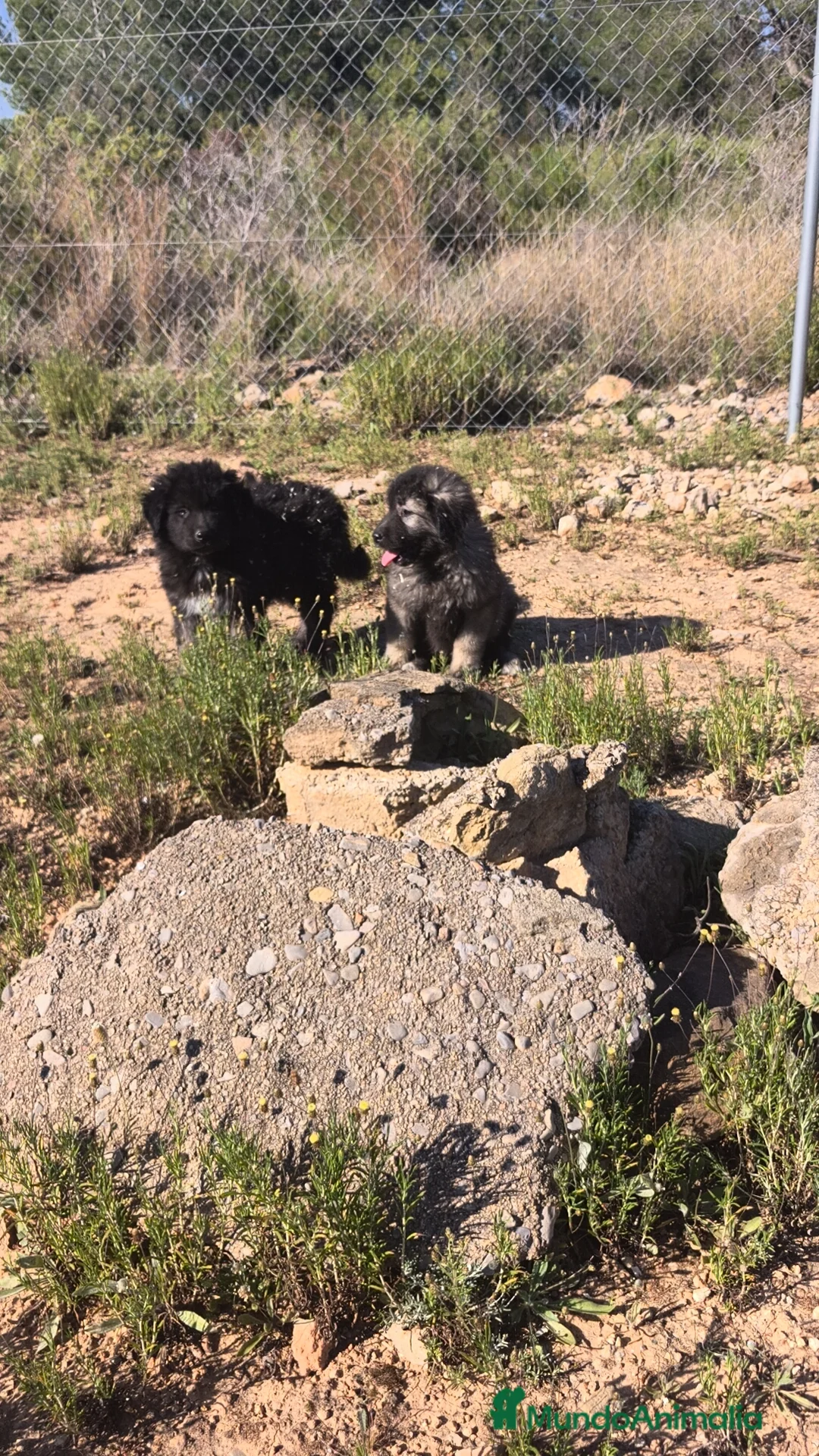 Pastor del Cáucaso perros en venta: Pastor del Cáucaso macho  - Anuncio 2