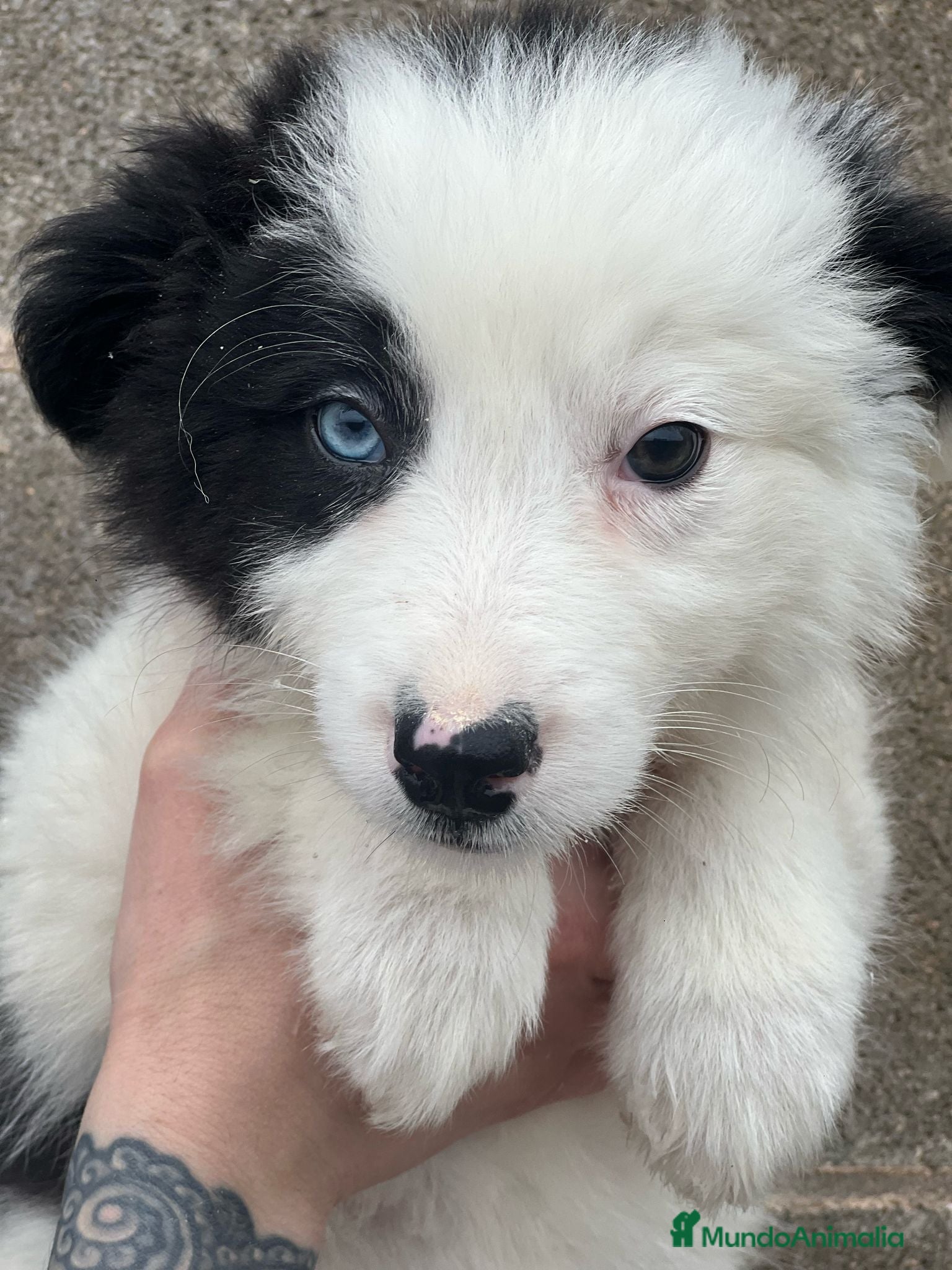 Border Collie perros Border collie  en Barcelona - Anuncio 10