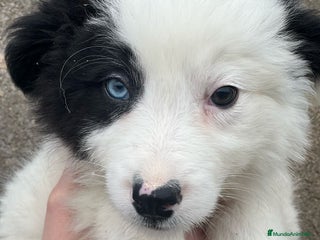 Border Collie perros en Barcelona - Anuncio 16