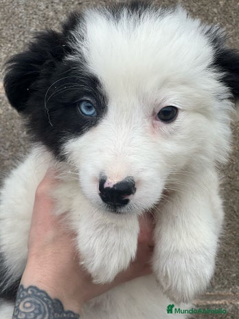 Border Collie perros en Barcelona - Anuncio 13