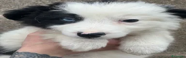 Border Collie Cachorro 1
