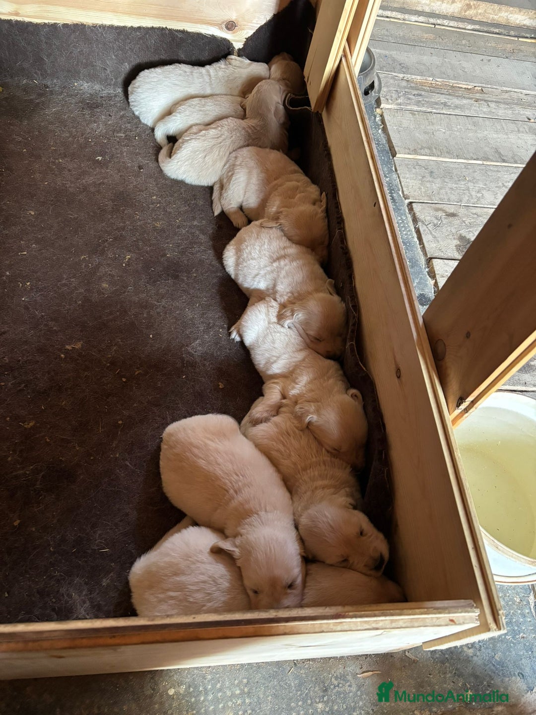 Golden Retriever perros en venta: Golden retriever  - Imagen 1