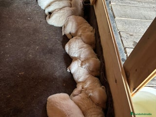 Golden Retriever perros - Anuncio 12