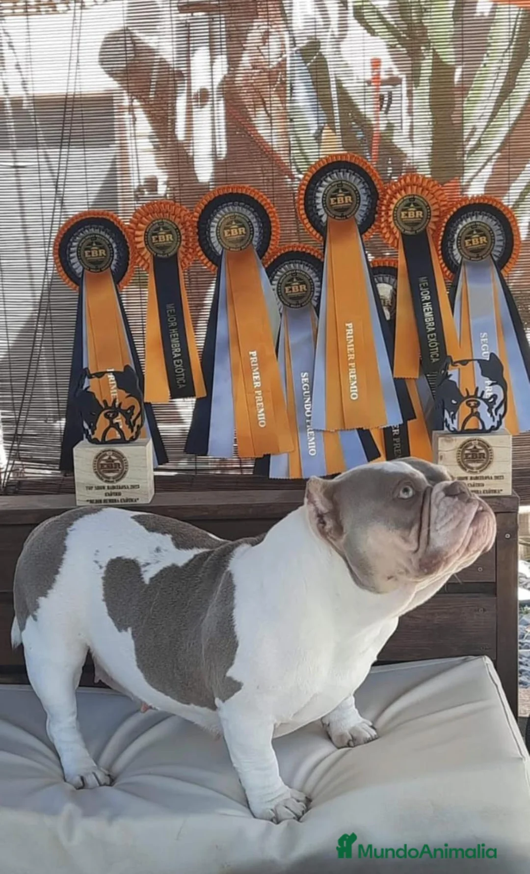 American Bully perros en venta: American Bully hembra micro una pasada  - Anuncio 4