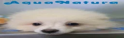 Pomerania perros en venta: Pomerania Macho de Grana y Pompom 8173 AQUANATURA - Anuncio 4