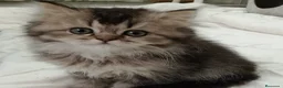 Británico de Pelo Corto gatos en venta: British Short Hair  - Anuncio 2