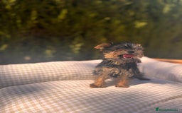 Yorkshire Terrier perros en venta: YORKSHIRE TOY DIMINUTOS - Imagen 2