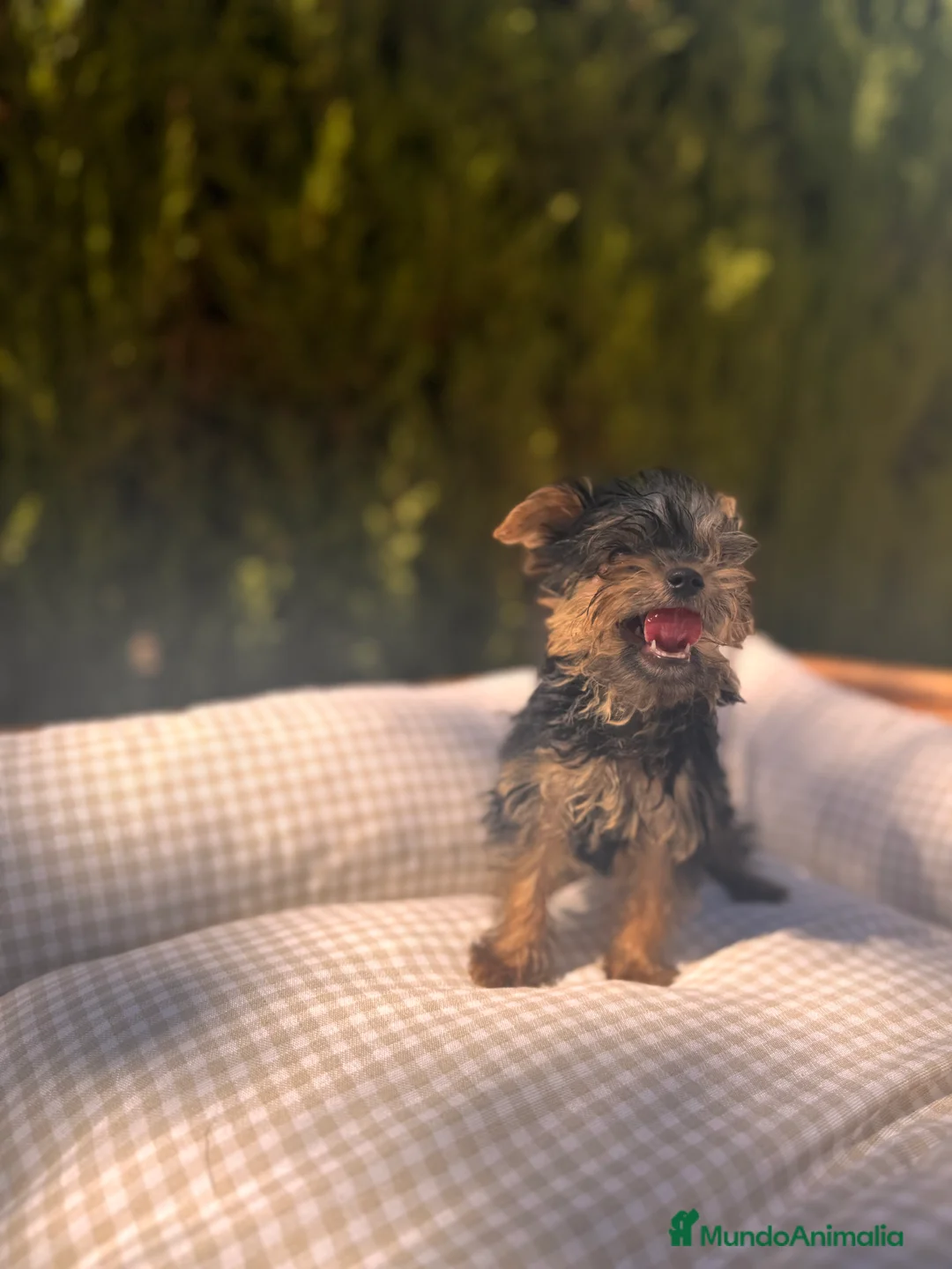 Yorkshire Terrier perros en venta: YORKSHIRE TOY DIMINUTOS - Anuncio 2
