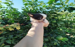 Chihuahua perros en venta: Chihuahua  - Imagen 2