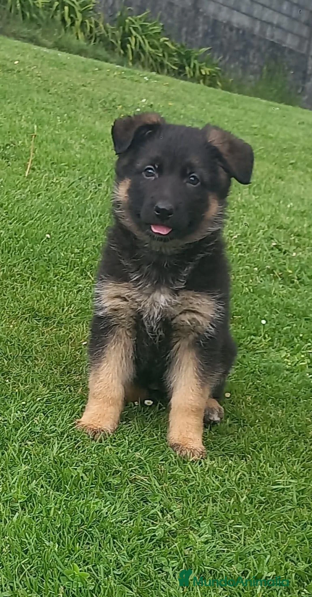 Pastor Alemán perros en venta: Cachorros pastor aleman belleza - Anuncio 2