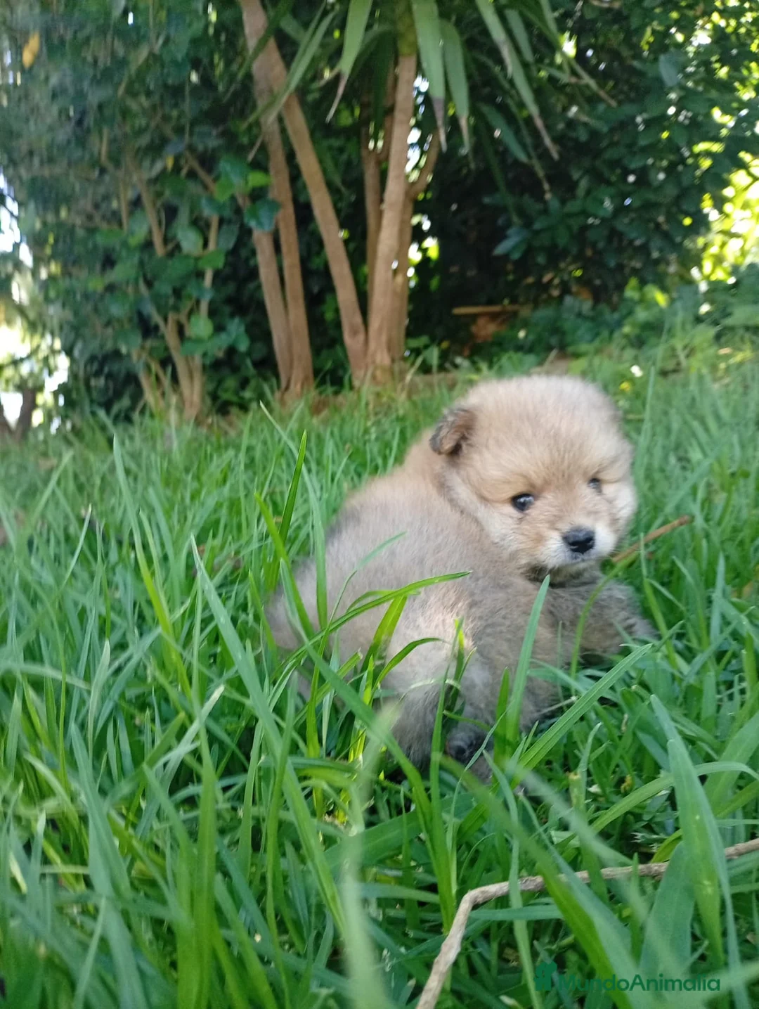Pomerania perros en venta: POMERANIA TOY - 650€ - Anuncio 1