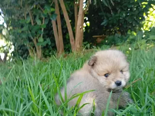 Pomerania perros POMERANIA TOY - 650€ - Anuncio 1