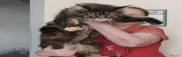 Maine Coon gatos en venta: Maine Coon - Anuncio 9
