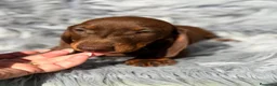 Teckel Miniatura perros en venta: Teckel chocolate - Anuncio 3