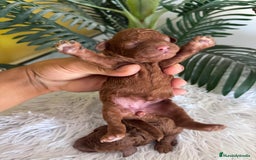 Caniche Toy perros en venta: CANICHE TOY ROJO - Imagen 4