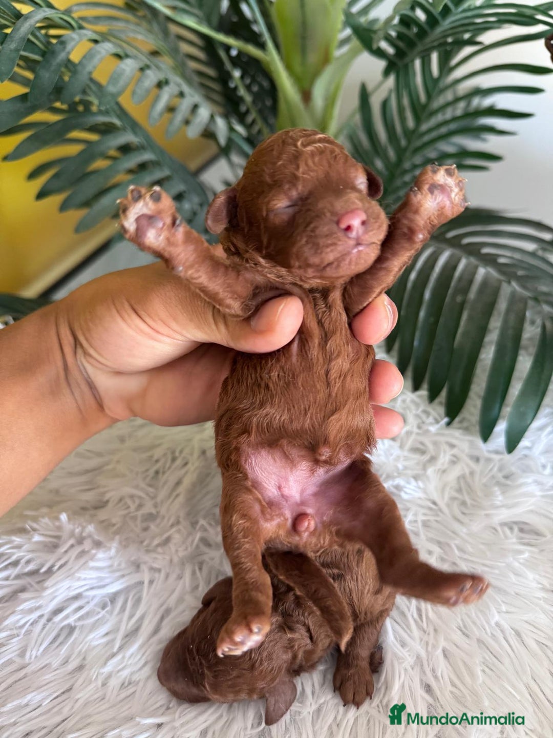 Caniche Toy perros en venta: CANICHE TOY ROJO - Imagen 4