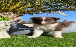 Border Collie perros en venta: BORDER COLLIE CHOCOLATE DISPONIBLES - Imagen 2