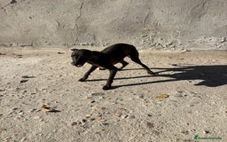 Pequeño Lebrel Italiano perros en venta: Pequeño lebrel italiano piccolo - Anuncio 17