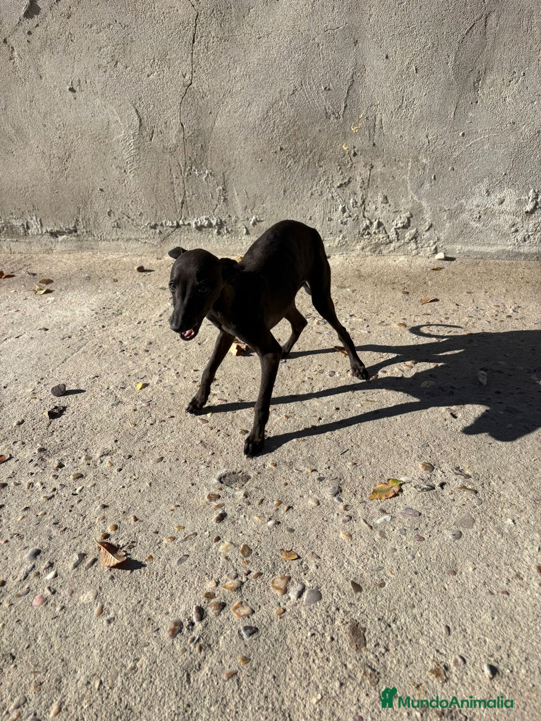 Pequeño Lebrel Italiano perros en venta: Pequeño lebrel italiano piccolo - Anuncio 17