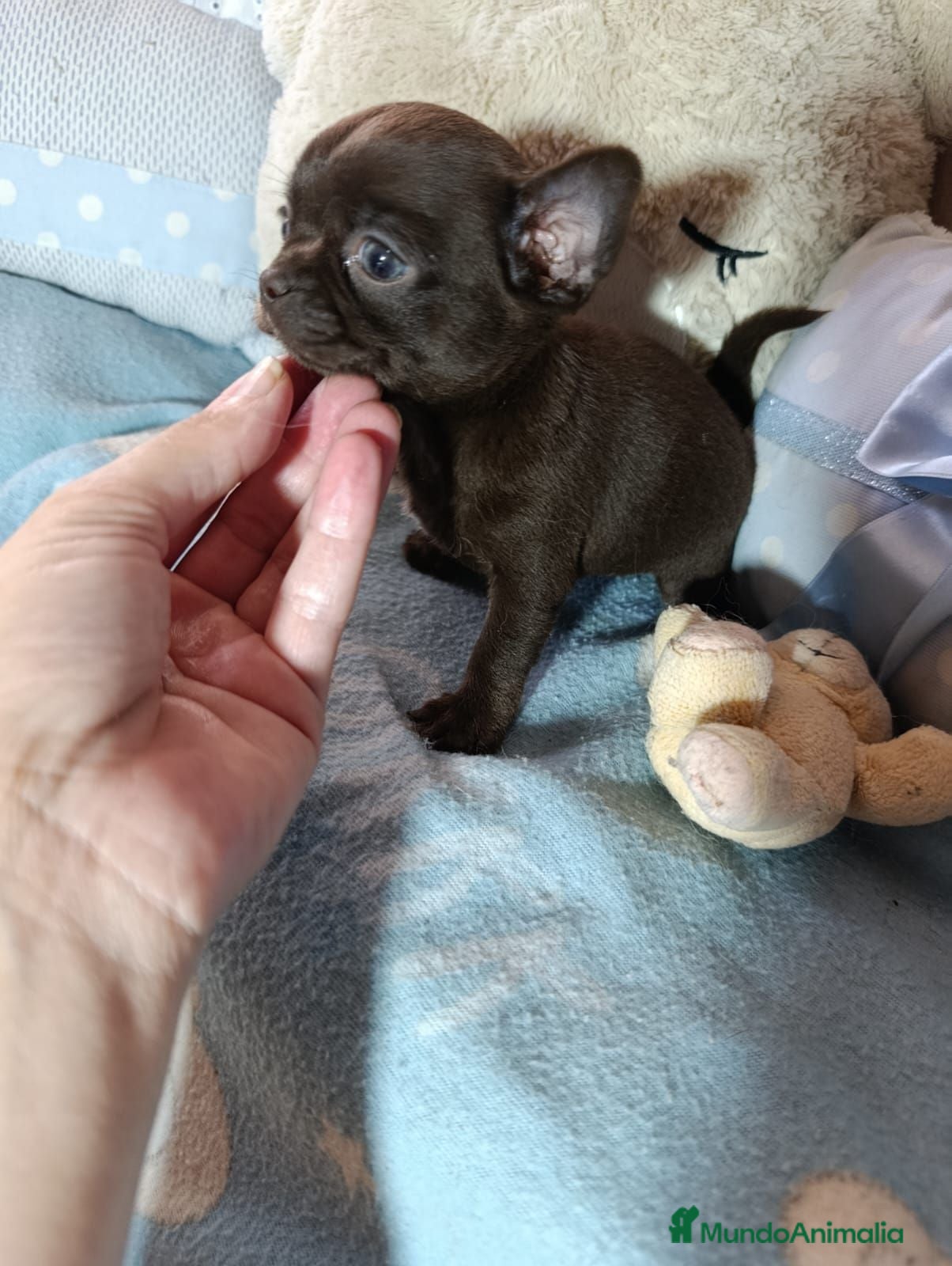 Chihuahua perros ‼️‼️PRECIOSA CHIHUAHUA HEMBRA CHOCOLATE  - Anuncio 8