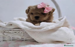 Maltipoo perros en venta: MALTIPOO ASIÁTICO MINIATURA  - Imagen 1