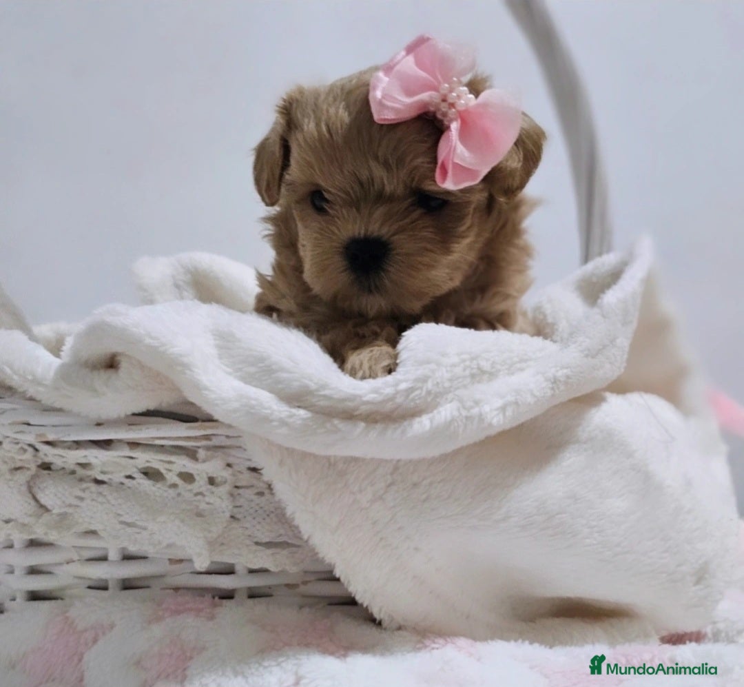 Maltipoo perros en venta: MALTIPOO ASIÁTICO MINIATURA  - Imagen 1
