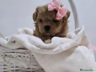 Maltipoo perros - Anuncio 4