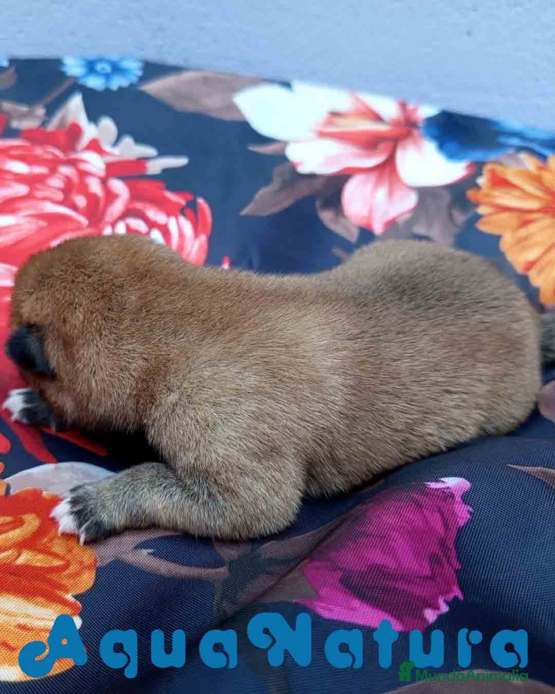 Shiba Inu perros en venta: Shiba Inu Hembra de Lisa AQUANATURA - Imagen 3