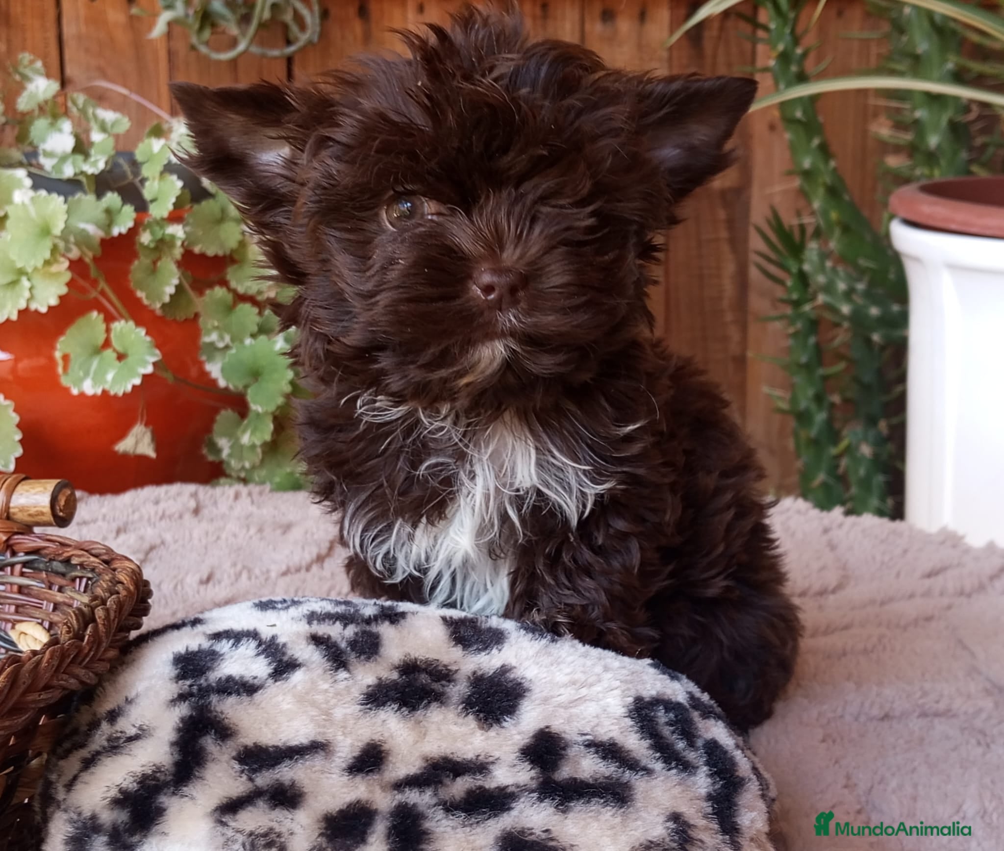 Biewer Yorkshire Terrier a la Pom Pon perros Cachorros Yorkshire color exóticos miniatura - Anuncio 24