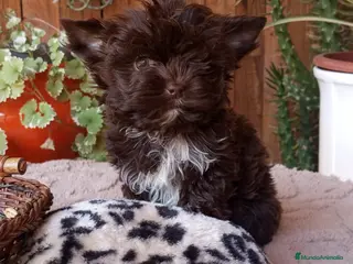 Biewer Yorkshire Terrier a la Pom Pon perros Cachorros Yorkshire color exóticos miniatura - Anuncio 24