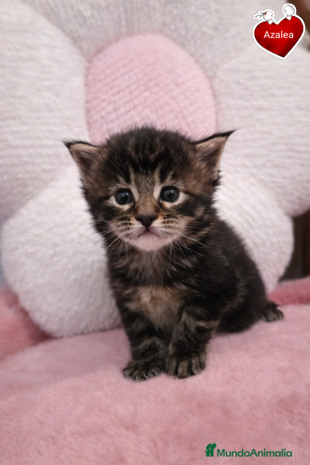 Maine Coon gatos en venta: Gatitos maine coon - Anuncio 3