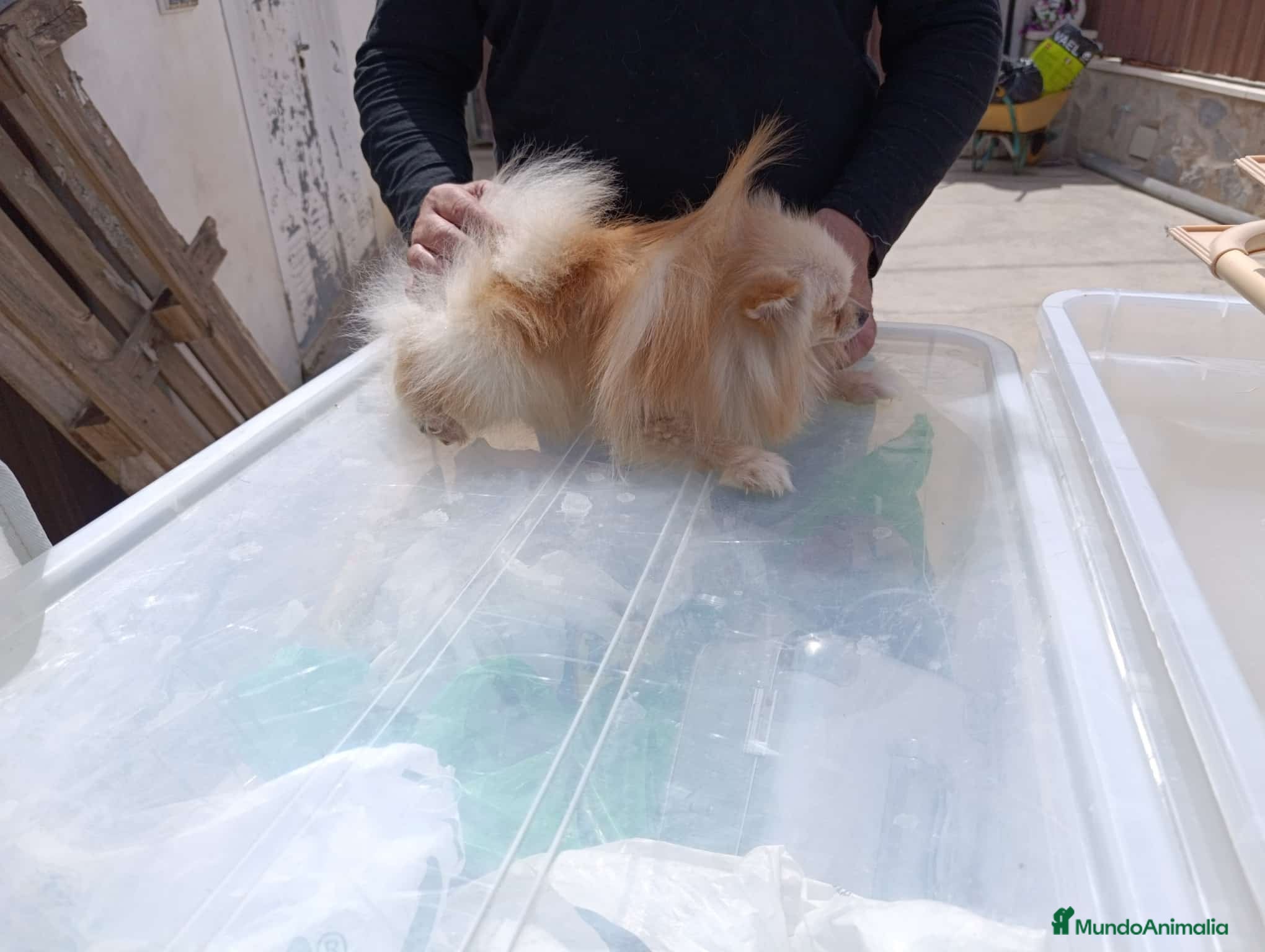 Pomerania perros Machito de pomerania americano  - Anuncio 2