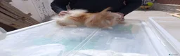 Pomerania perros en venta: Machito de pomerania americano  - Anuncio 1