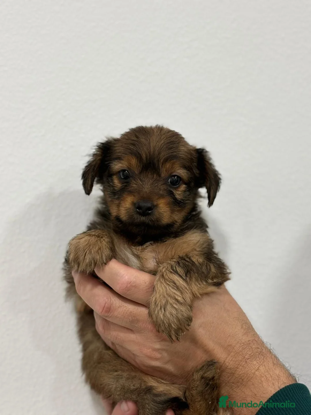 Yorkiepoo perros en venta: Yorkiepoo mini  - Anuncio 4