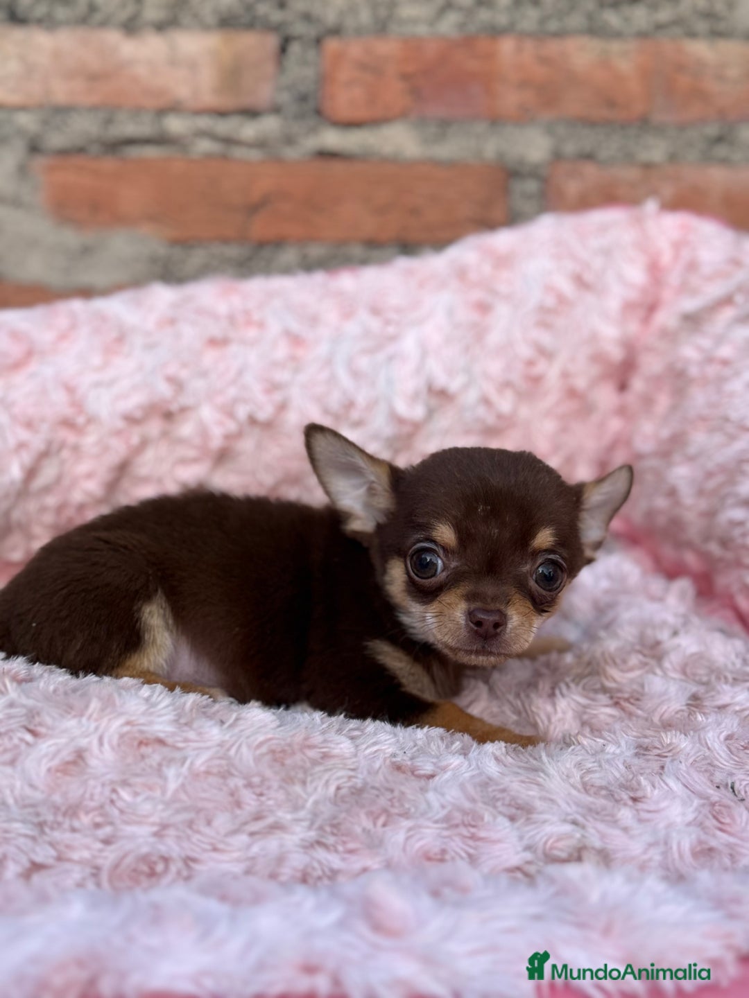 Chihuahua perros en venta: Chihuahua cabeza manzana toy macho - Anuncio 4