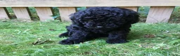 Caniche Toy perros en venta: Preciosos Caniches!🐶🐾 en Cádiz - Anuncio 3