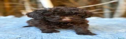 Caniche Toy perros en venta: Caniche chocolate - Anuncio 3