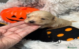 Maltipoo perros en venta: Maltipoo Machos  - Imagen 1