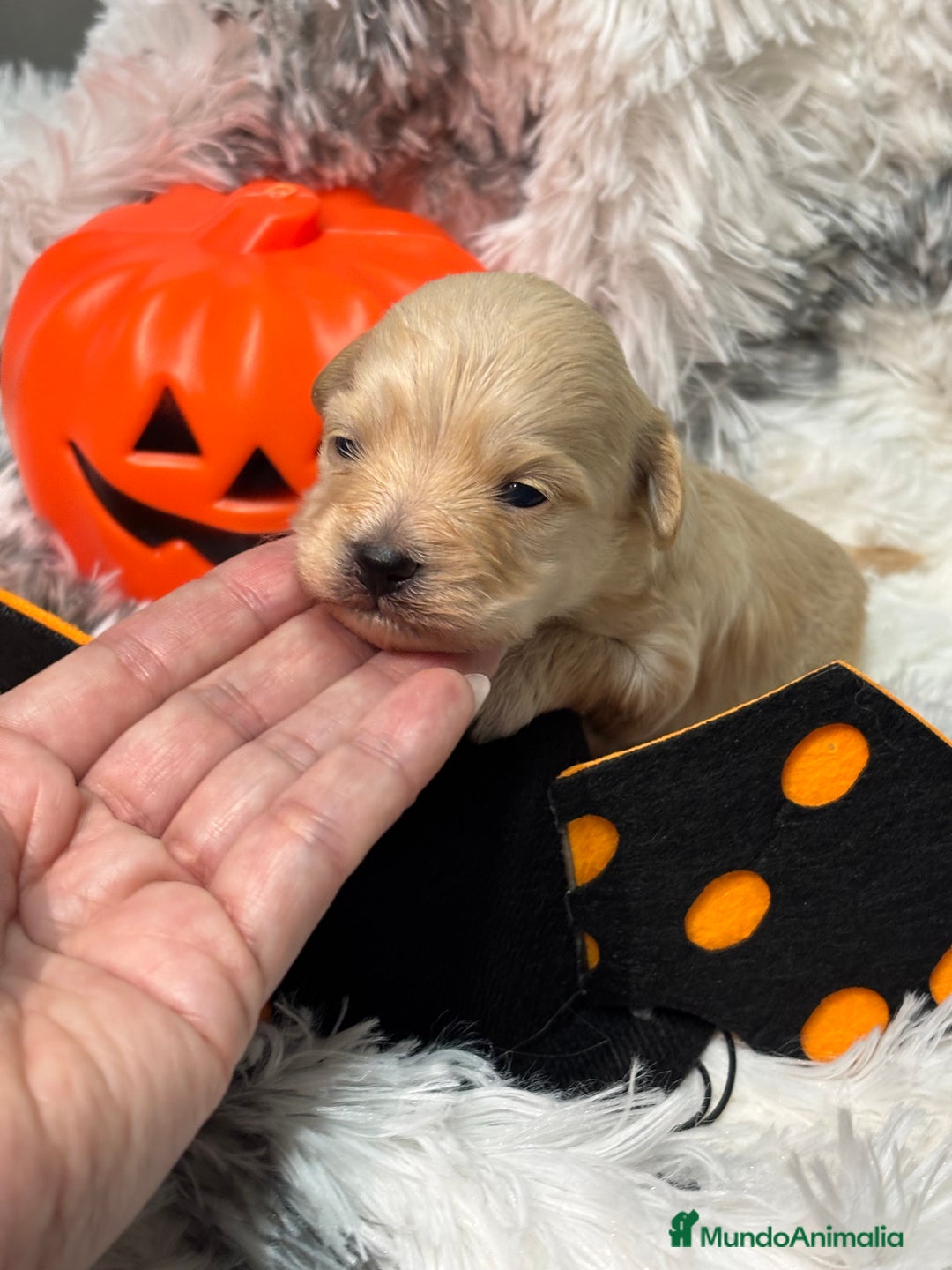 Maltipoo perros en venta: Maltipoo Machos  - Imagen 1