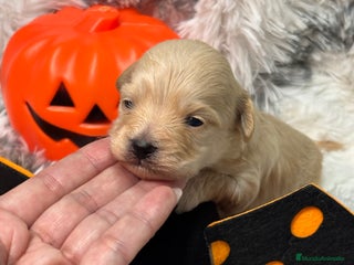 Maltipoo perros - Anuncio 1