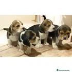 Beagle perros Puppies beagle !! - Anuncio 1