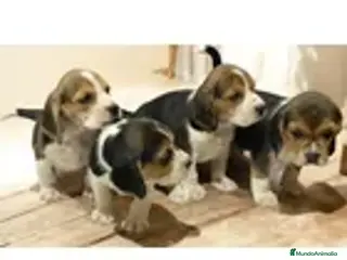 Beagle perros Puppies beagle !! - Anuncio 2