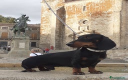 Teckel perros en venta: TECKEL negro fuego  - Imagen 6