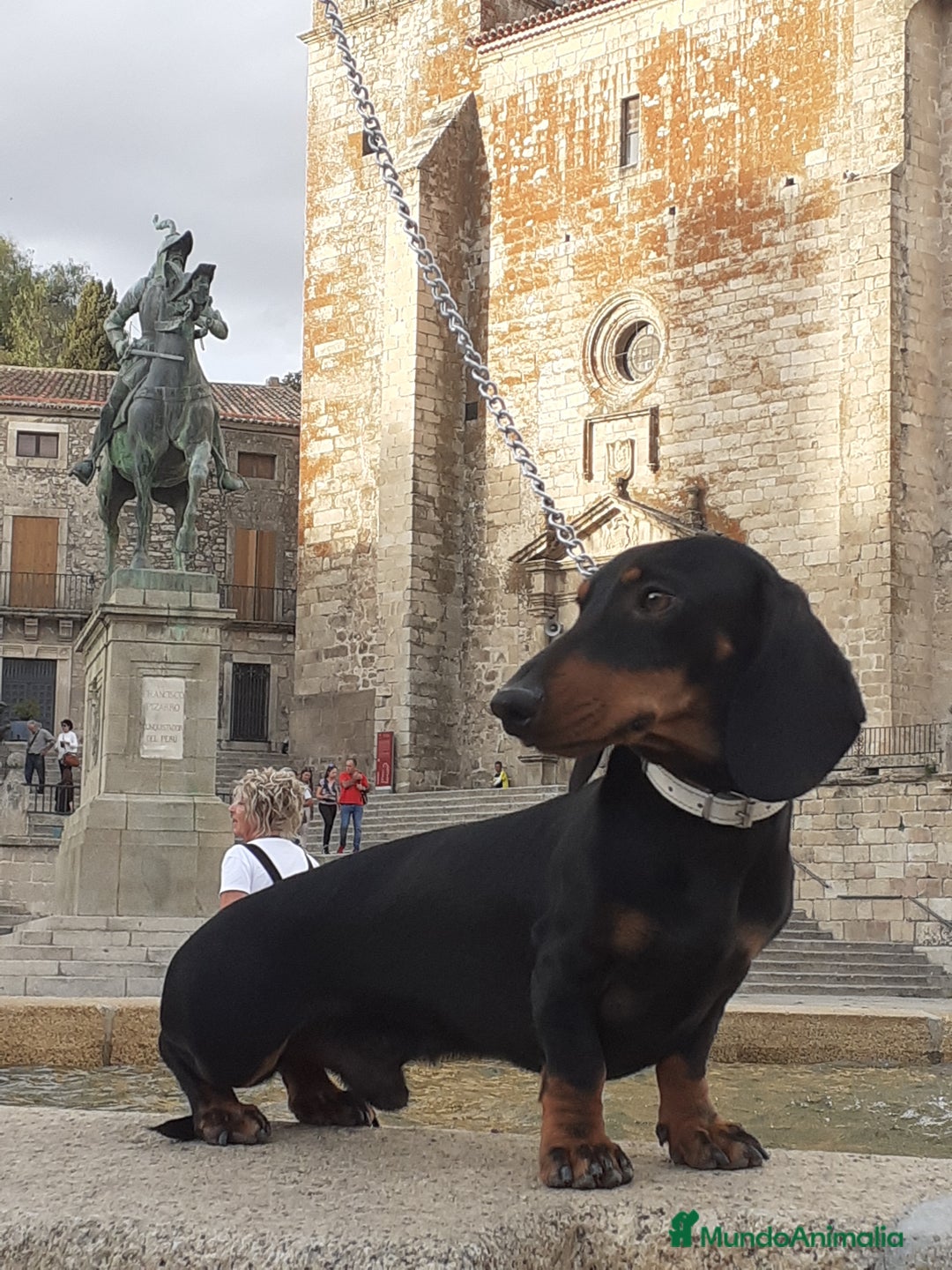 Teckel perros en venta: TECKEL negro fuego  - Imagen 6