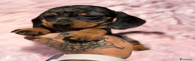 Teckel Miniatura Cachorro 1
