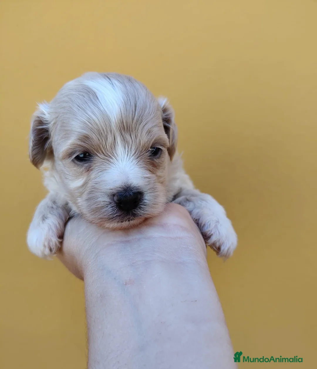 Maltipoo perros en venta: Maltipoo macho  - Anuncio 8